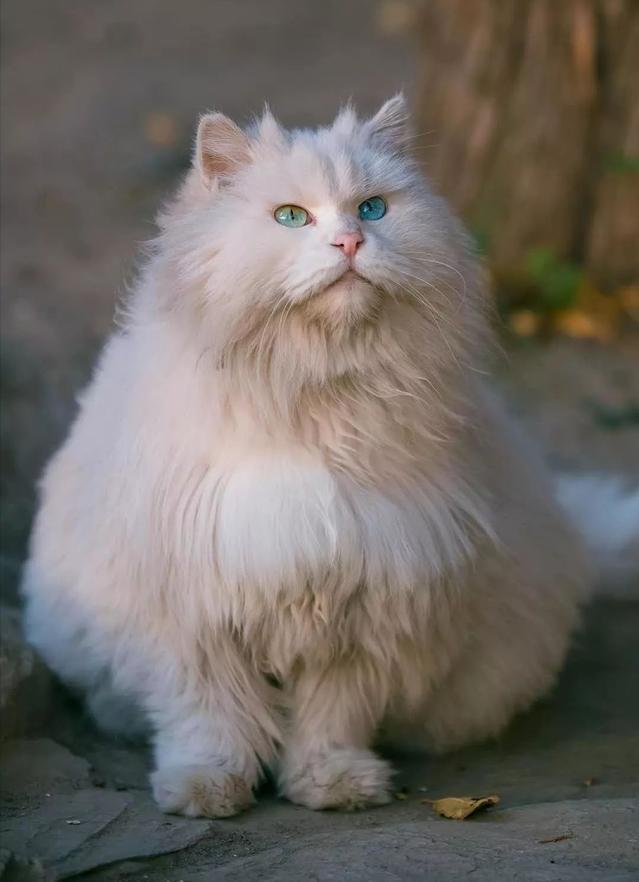 山东狮子猫,颜值不输布偶猫,养一只真香