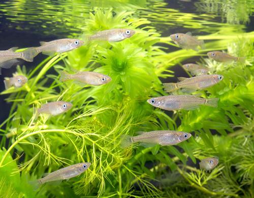 青鳉鱼怎么分公母