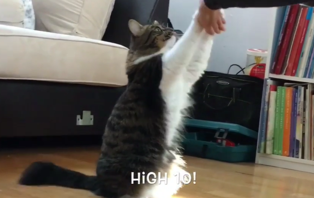 哈士奇从死神手里抢回了一只两周大的小猫
