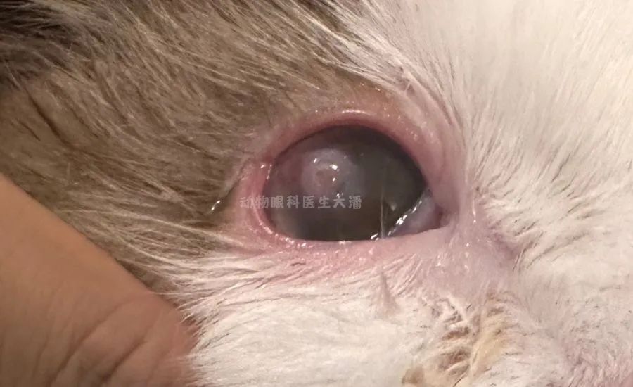 (成都病例)猫咪眼睛角膜有白色絮状物,猫角膜炎滴药治疗痊愈