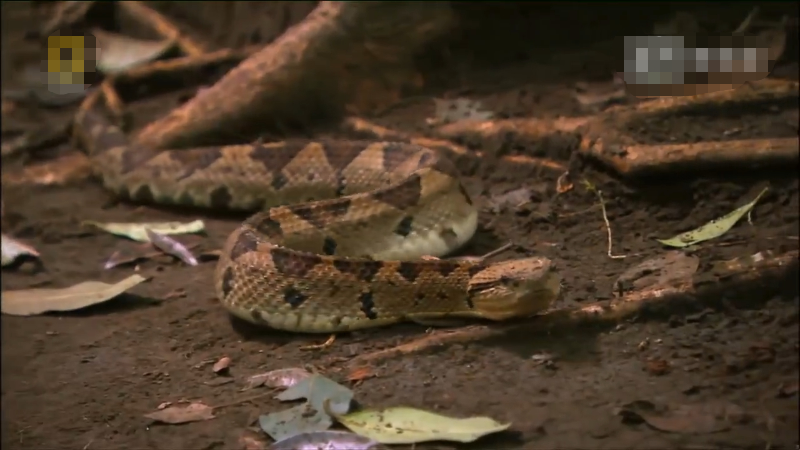 跳跃矛头蝮:体型小,毒牙短,毒性不强,却可以跳起来远距离咬人