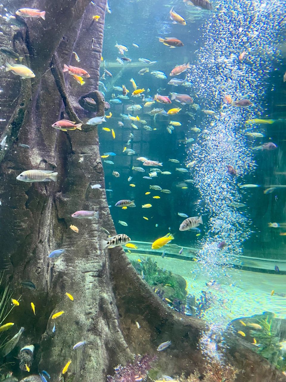 一起去海洋馆避暑吧 到底是人在看鱼还是鱼在看人呢 	 合肥海洋世界(8