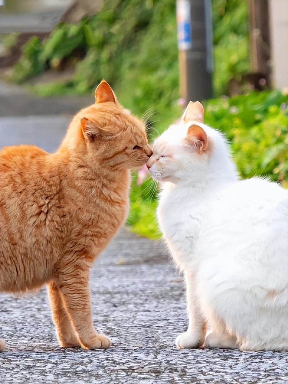 猫咪和主人亲密的图片图片