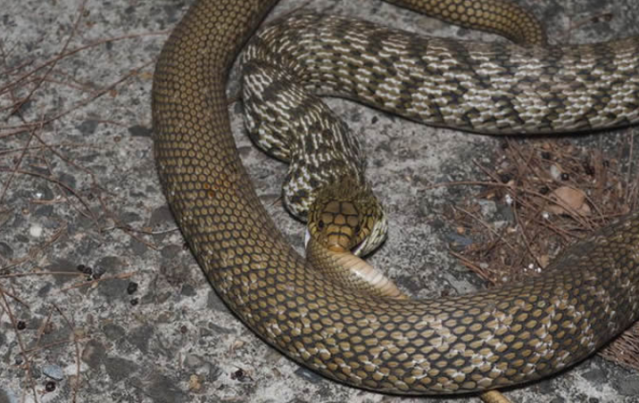 公园跑步时遇见2条王锦蛇打架,当场蛇吃蛇