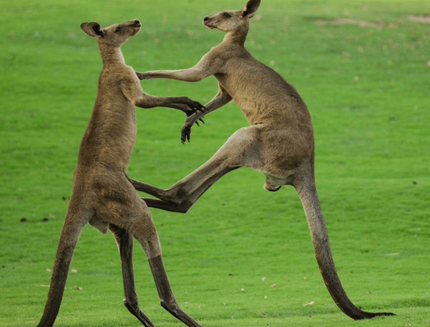 袋鼠拳击大赛:你不知道的胜利者的庆祝秘密
