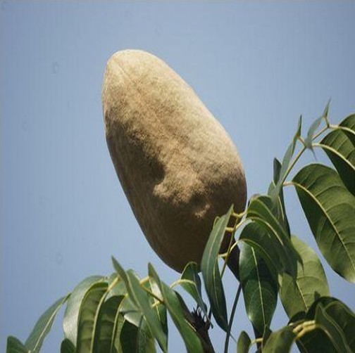 都说原珍向天果贵,但还是越来越多人买,因为原珍向天果品质正宗