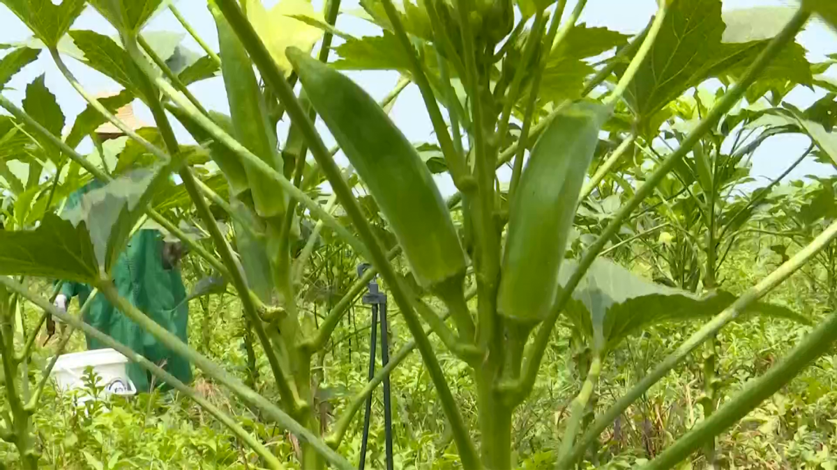 秋葵的种植方法(秋葵的种植方法和时间视频)