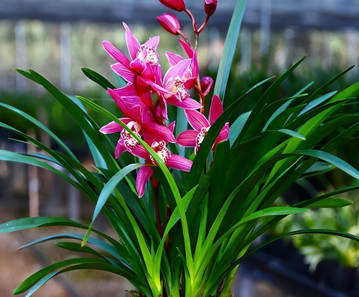 红贵妃兰花,开花勤快,花期长,适合新手