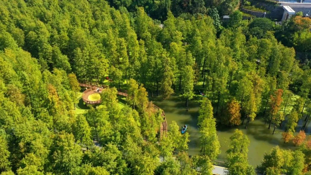 临安青山湖水上森林,宛如仙境