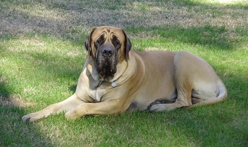 世界10大超大型猛犬,藏獒在它们面前像玩具,你见过最大的狗吗?
