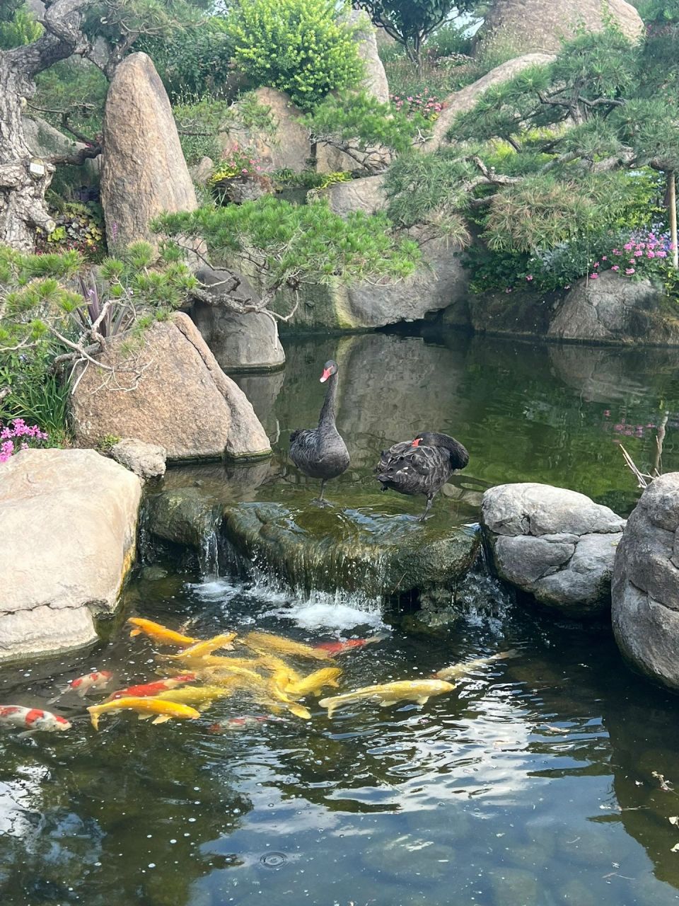 罗红摄影艺术馆黑天鹅图片