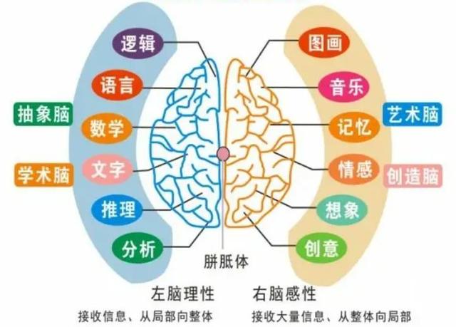 你的孩子是左脑型,还是右脑型?有这几种特征的孩子更聪明