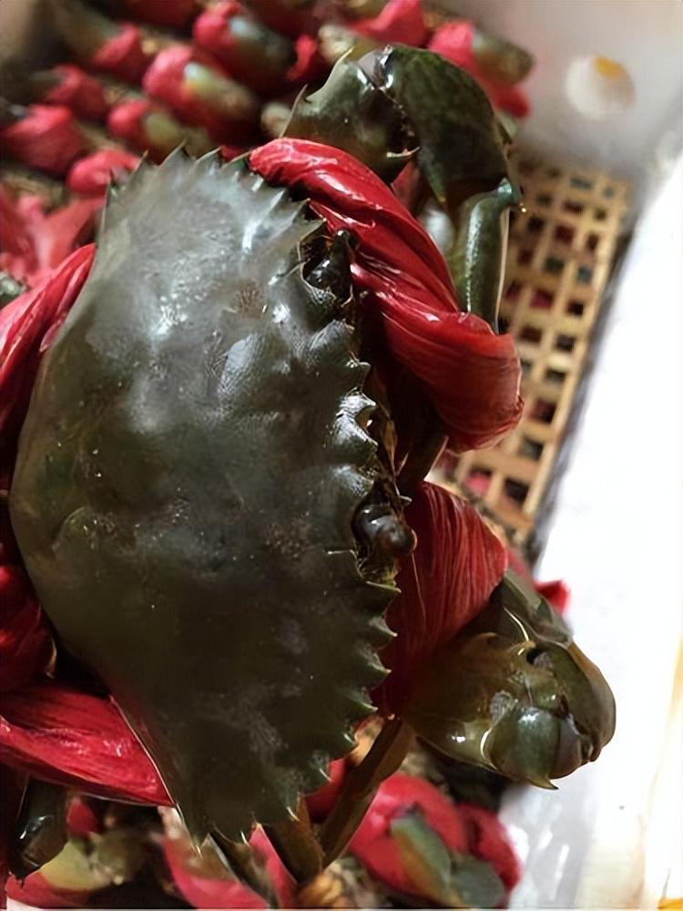 越南小哥抓五斤多一只的青蟹王,卖了一千多,青蟹这么值钱吗?