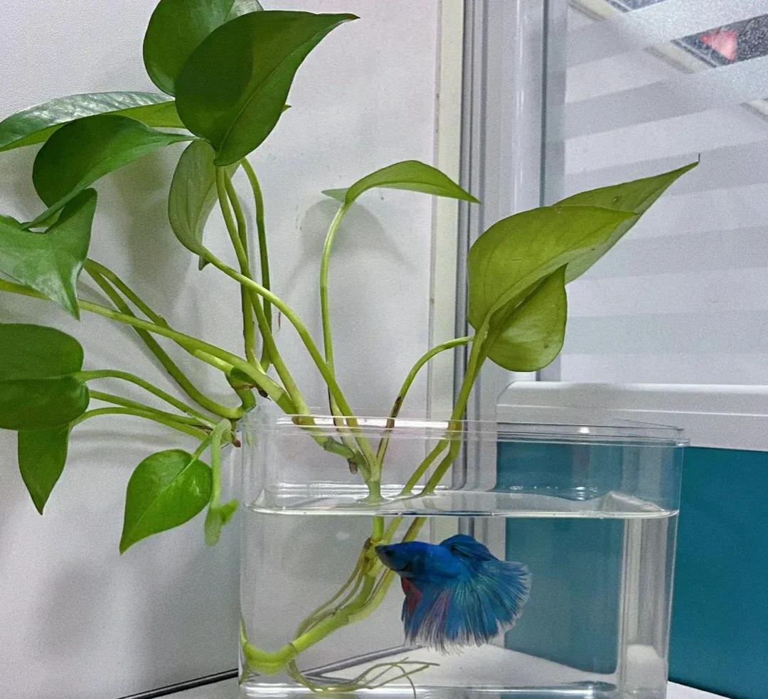 武汉一小姐姐,因"在鱼缸里养绿萝"而走红,网友:太不可思议了