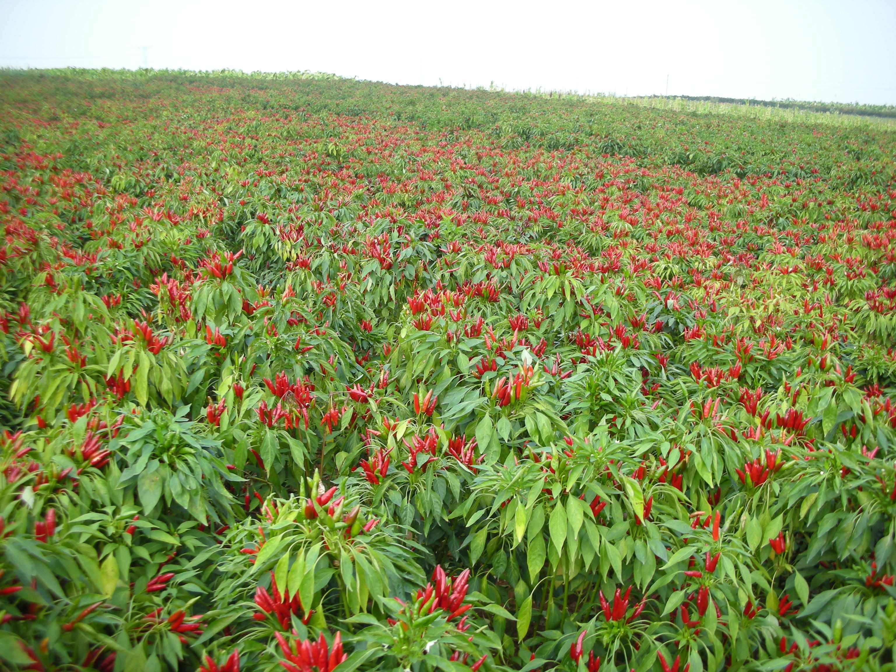 农村种植蔬菜啥品种利润大?三种蔬菜无需太多成本,效益却挺高