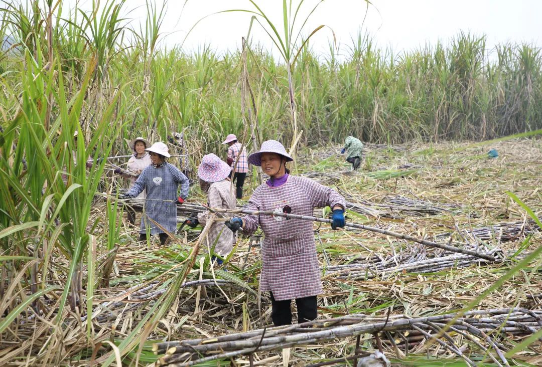 【乡村振兴进行时】一天得120元  快点回家砍甘蔗啦!