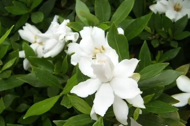 山栀子,你肯定认识,但它的功效,你未必知道,告诉你,它的妙用