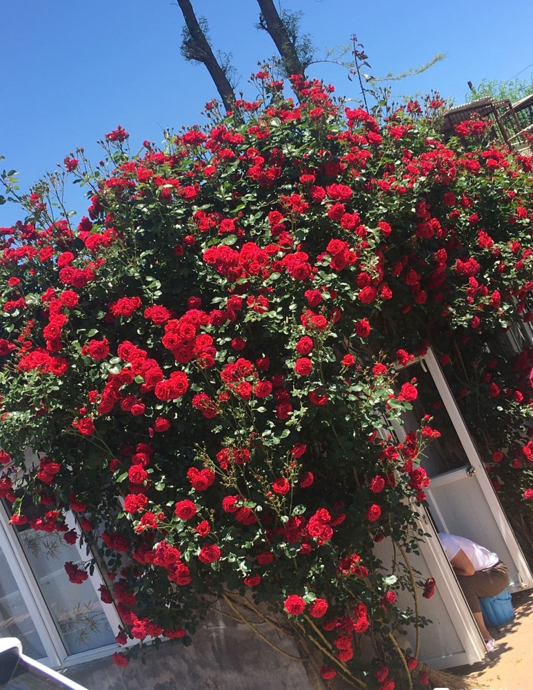 月季"佛罗伦萨"美胜玫瑰,花香怡人,院子养一棵,天天可以赏花