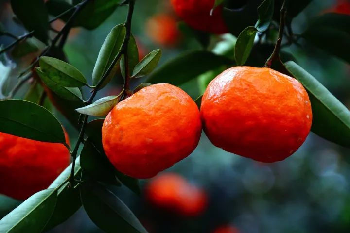 红袍柑:从田园到餐桌的魅力之旅