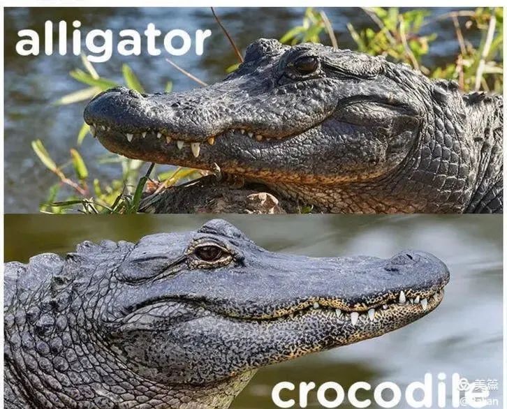 crocodile区别图片