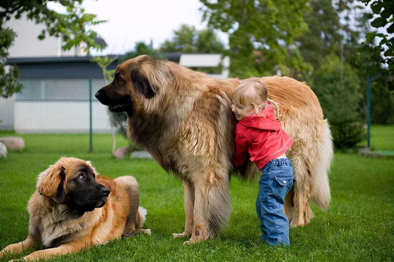 世界上最大的10种狗狗,有长得跟熊一样壮的,有比马还高的!