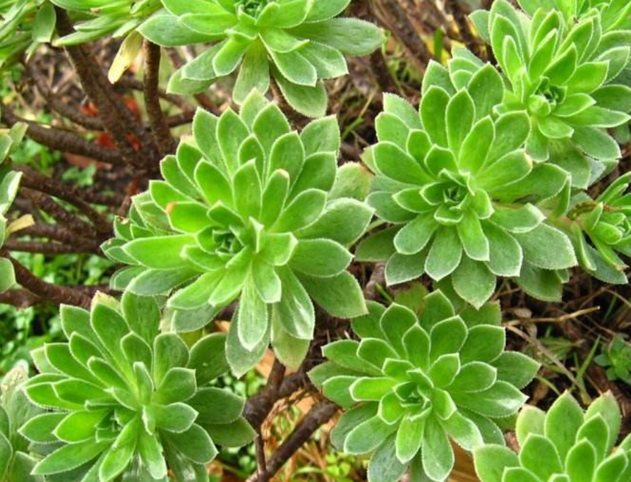 景天科植物的特点