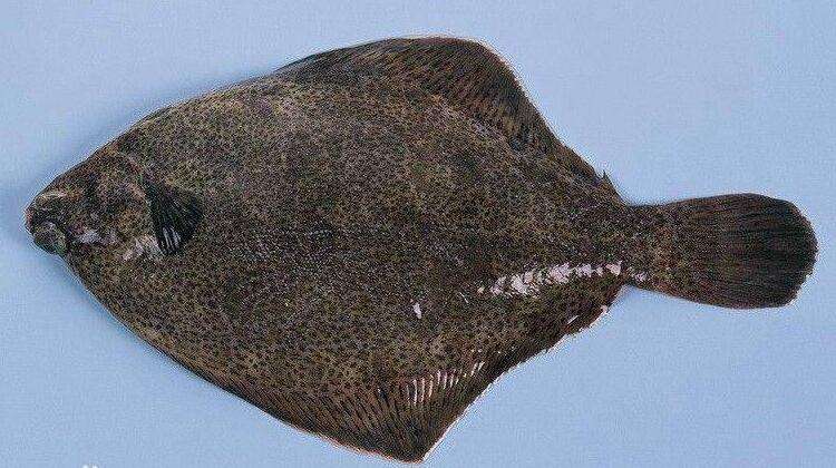 碟鱼头是什么鱼?