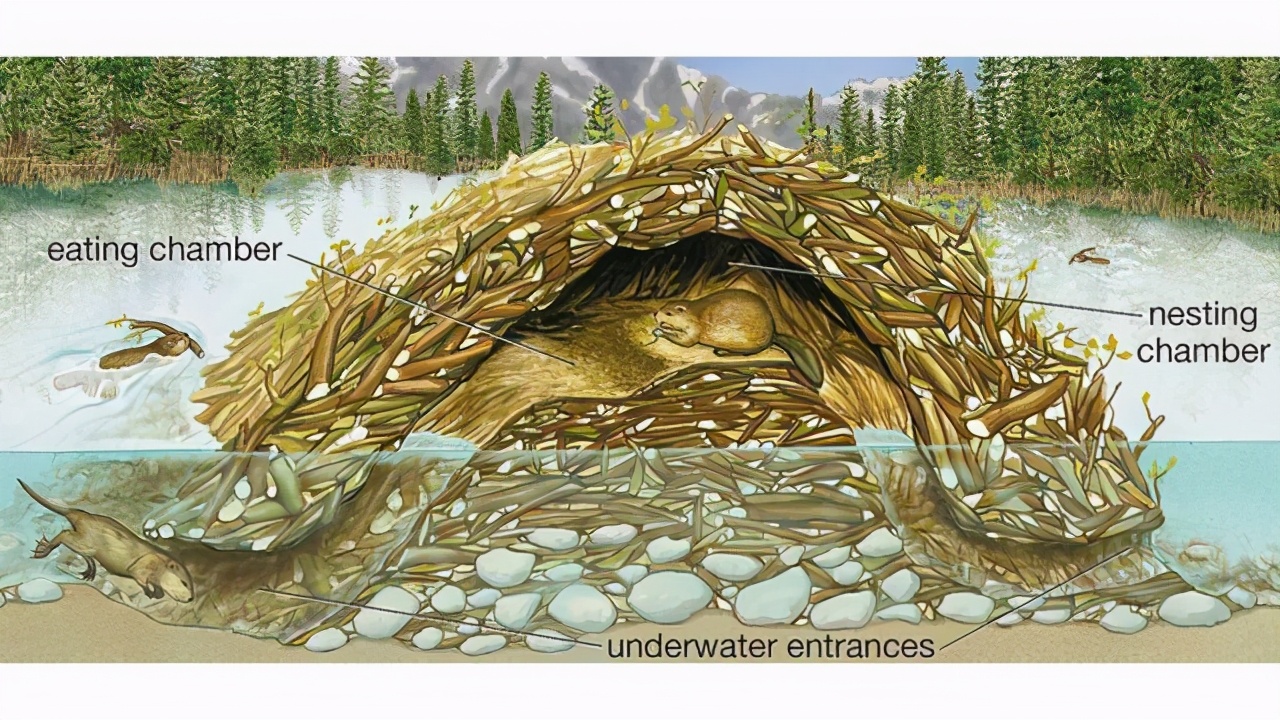 河狸为建设家园通宵伐树,大树倒下时,根本没来不及跑