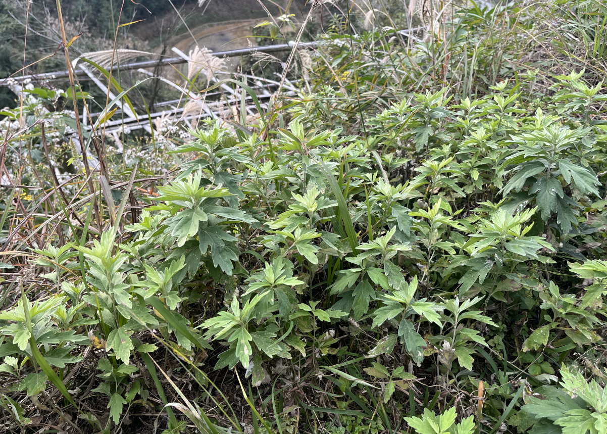 艾草,又称野艾,艾蒿,3项作用,价值高,农民朋友请及时了解!