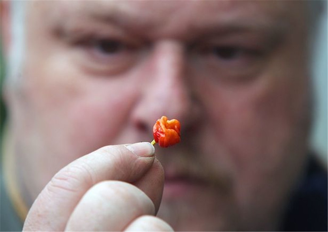 龙息辣椒:世上无人敢吃,辣度堪比生化武器,它的存在有意义吗