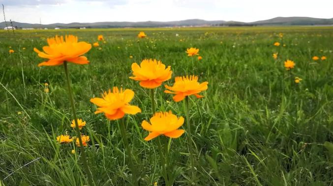 生灵·呼伦贝尔|草原上的金莲花