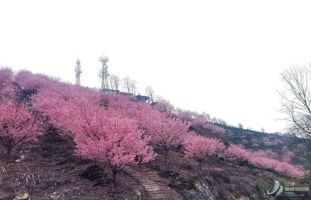 太惊艳!江津这个地方漫山遍野全是樱花!