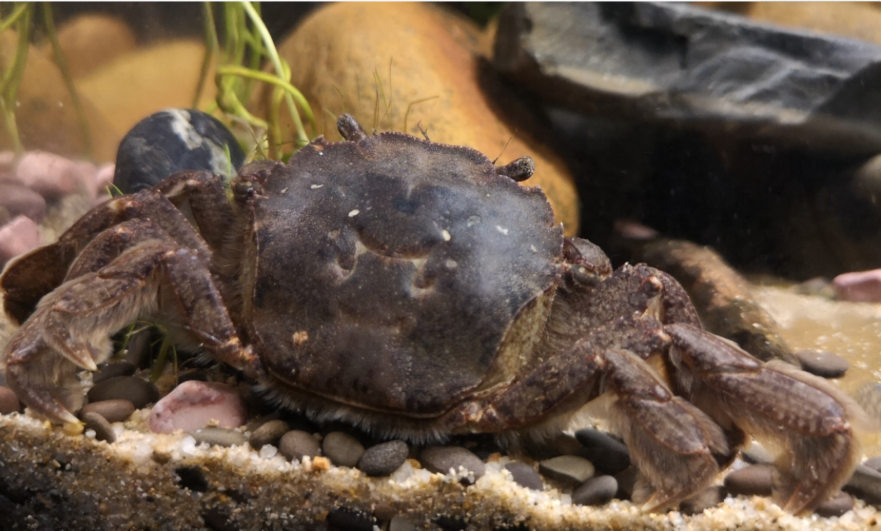 豹点蟹可以和鱼一起养吗?