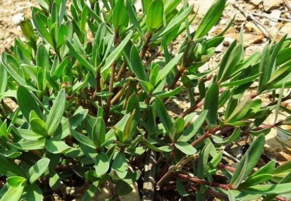 乡下一种野草,人称"山珍菜",北方才有,你吃过吗?