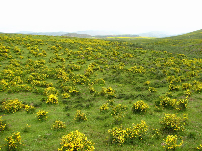 黄草坪,那片魂牵梦绕的格桑花海!