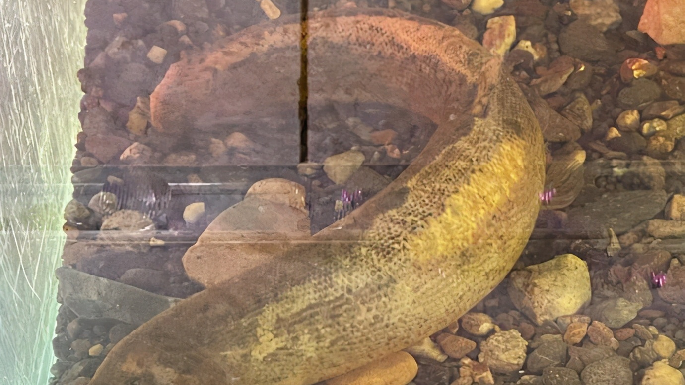 福州发现"泥鳅王",网友强烈呼吁保护,当事人:伤好后放生