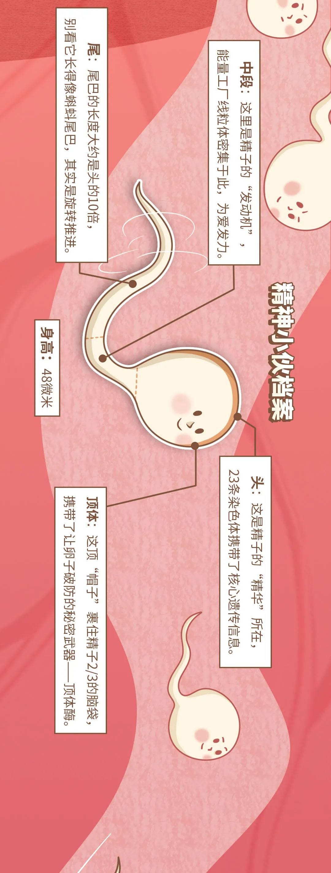 精子在体外能存活多久?| 趣问万物条漫