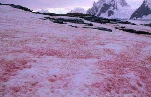 红雪之谜:解开红雪的背后之秘