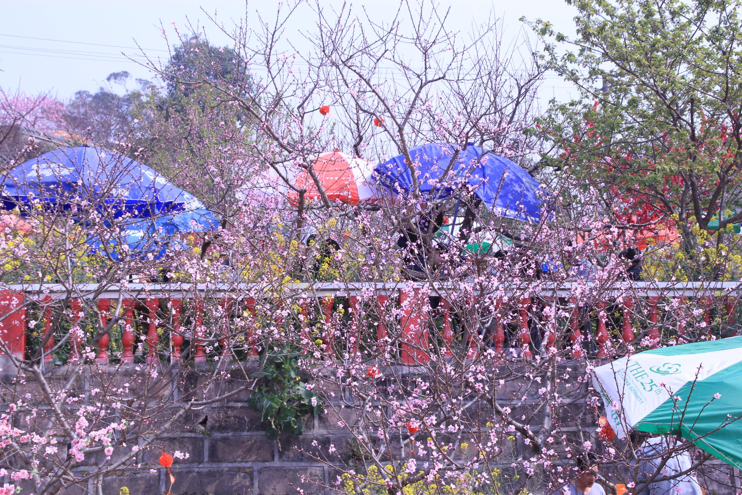 我眼中的成都美景