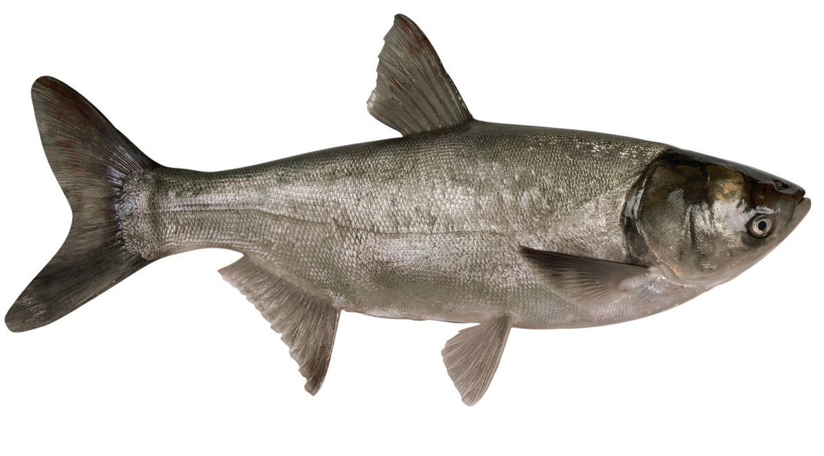 千岛湖的隐患:鲢鳙调水20年,至今无法根治"营养病"?