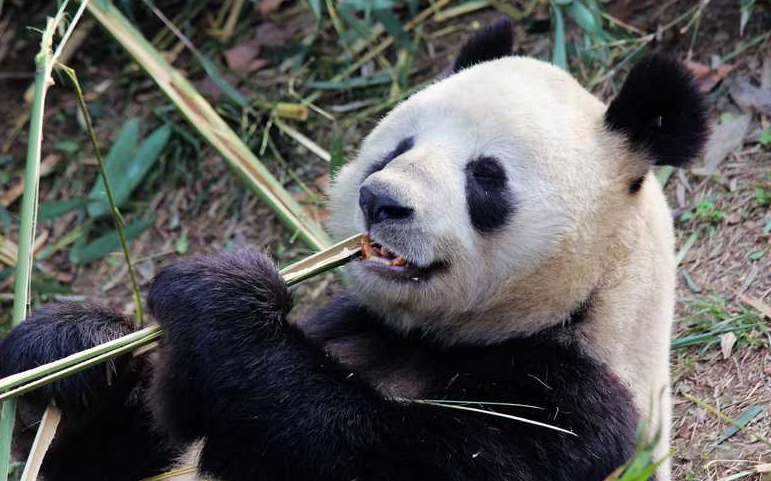 案例:雲南農民殺熊貓洩憤:它吃我羊沒人管,把它殺了就有人管了