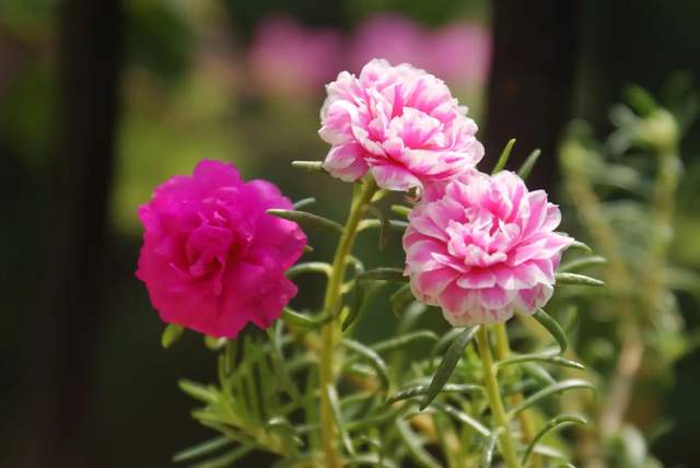 相似的太阳花,太阳花锦,大花/阔叶马齿苋,假马齿苋如何区分