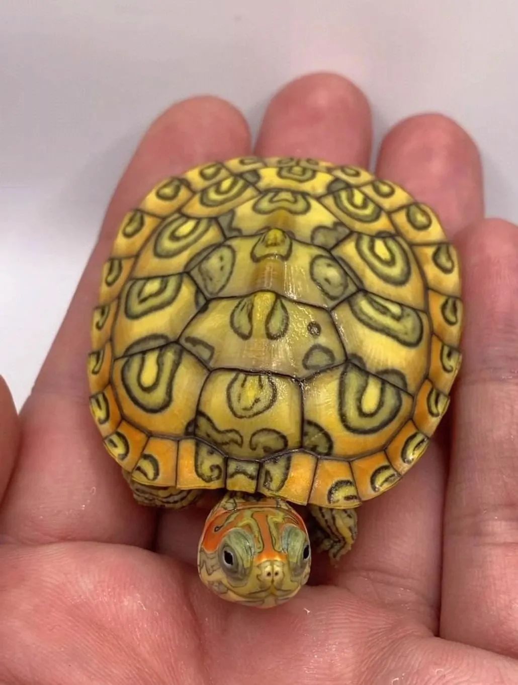 那些天价的变异巴西龟,最后都销往何处?