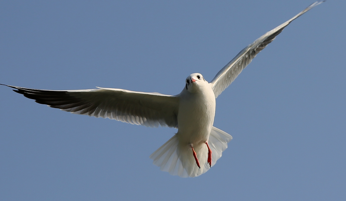 如何飞向天空?从鸟类飞行中学习空气动力学和生物适应性的智慧