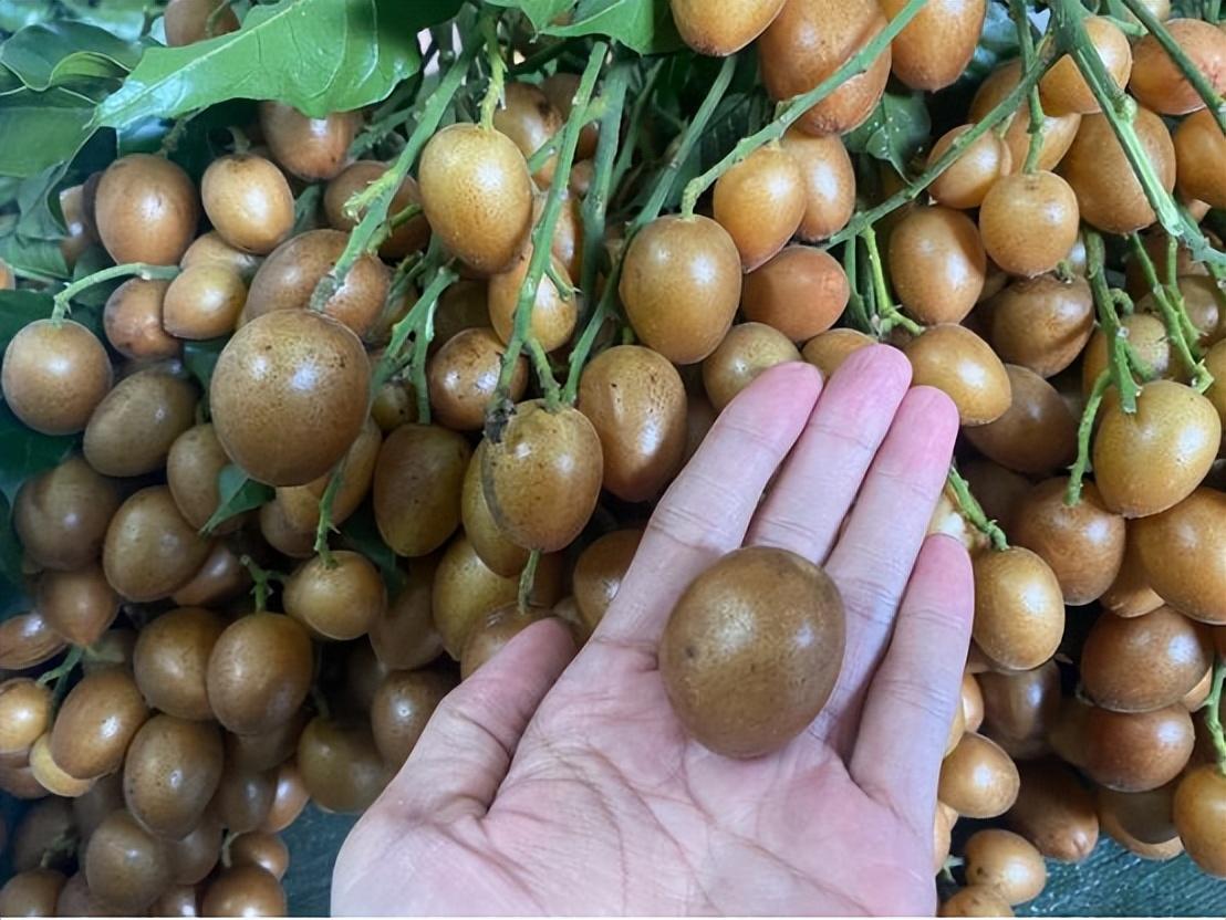 夏季养生神器！黄皮的好处和吃法，一文让你明白