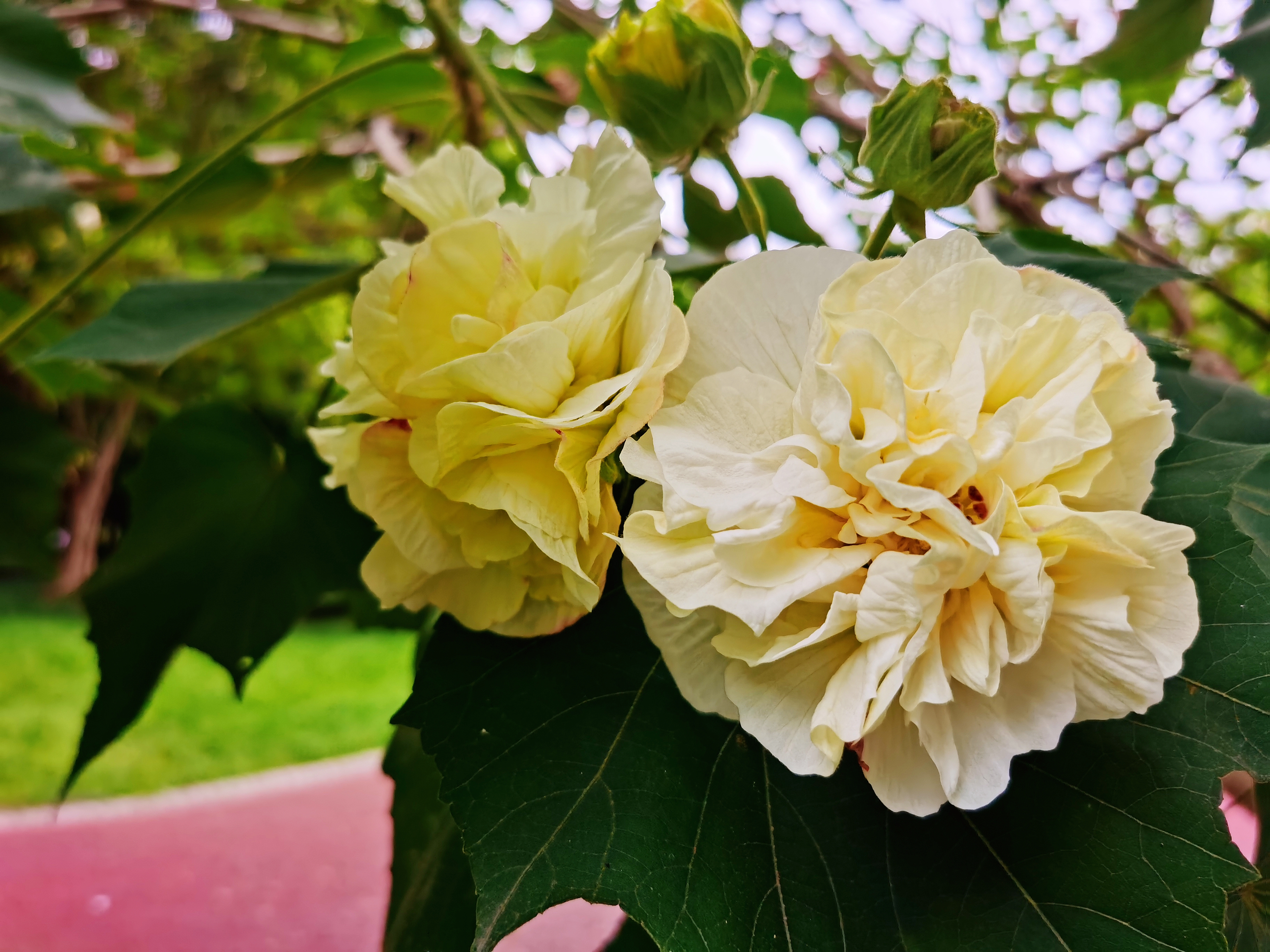 芙蓉花 盛开在十月
