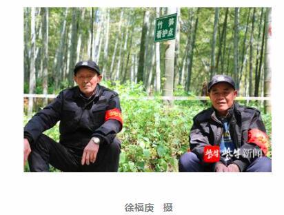 南京紫金山竹笋保镖防"吃货"驻山40天