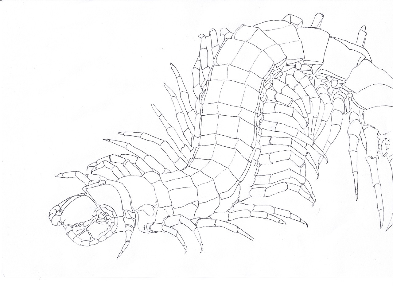 10只活体!北京首次截获世界最大蜈蚣,含有剧毒,或有人故意引入