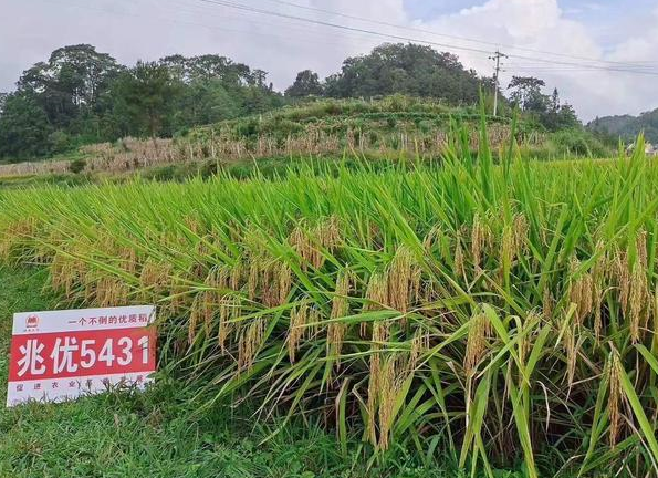 优质稻品种兆优5431产量高,抗倒伏,部颁二级优质米,粮价好