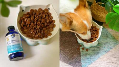 漂亮萌宠养成术 挪帝克宠物鱼油来支招